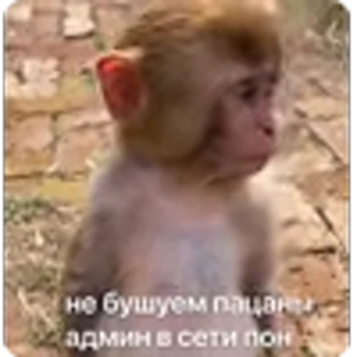 🌟 Эмодзи «Манки» для Telegram