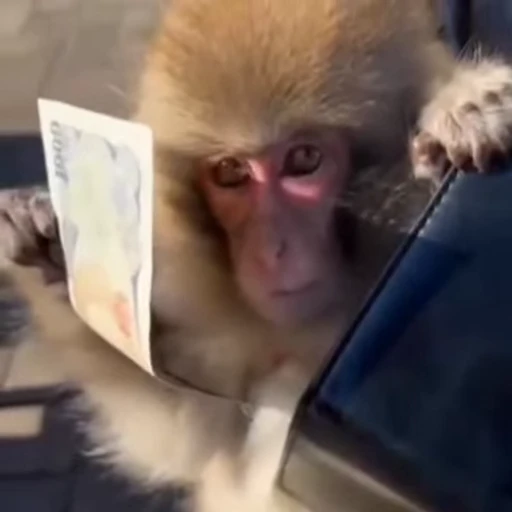 💰 Стикер «Monkeys Обезьяны» для Telegram