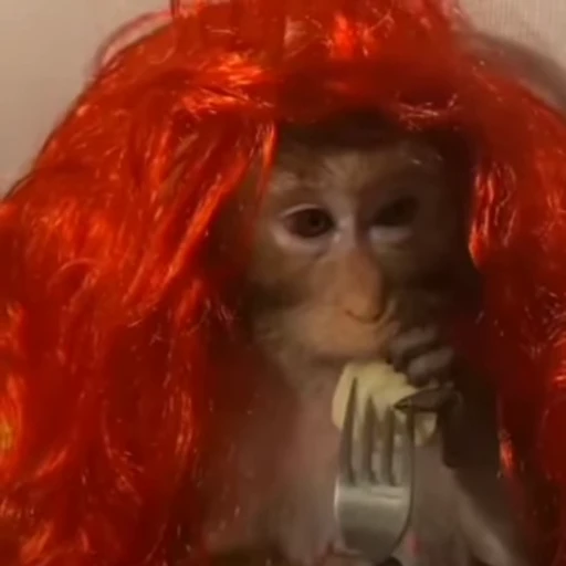 🍔 Стикер «Monkeys Обезьяны» для Telegram
