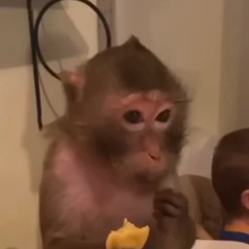 🌽 Стикер «Monkeys Обезьяны» для Telegram