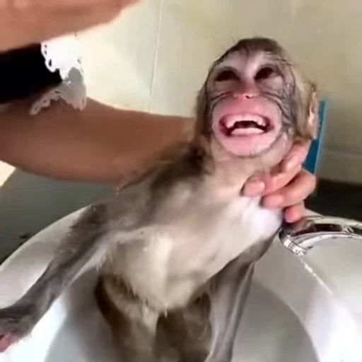 😕 Стикер «Monkeys Обезьяны» для Telegram