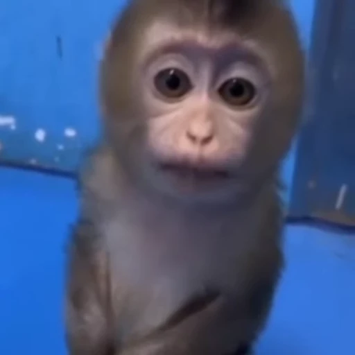 ❓ Стикер «Monkeys Обезьяны» для Telegram