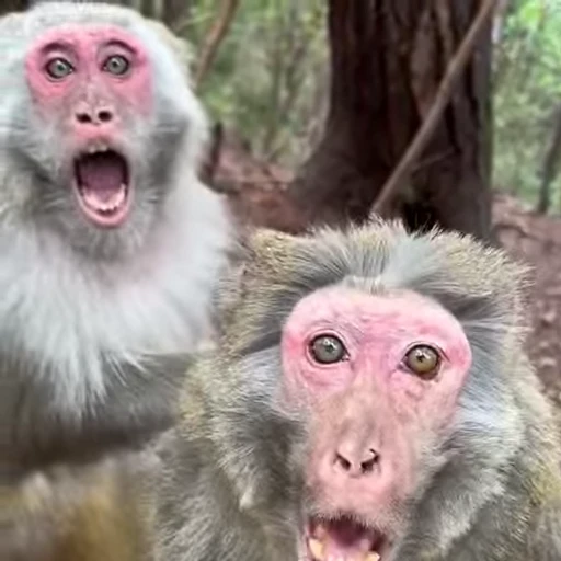 😱 Стикер «Monkeys Обезьяны» для Telegram
