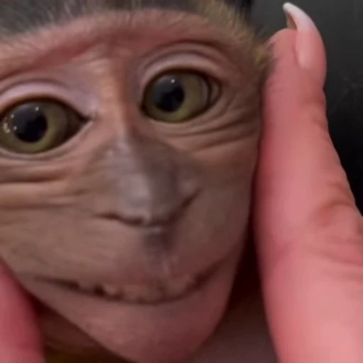 😊 Стикер «Monkeys Обезьяны» для Telegram