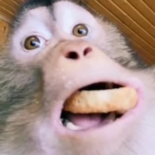 😲 Стикер «Monkeys Обезьяны» для Telegram