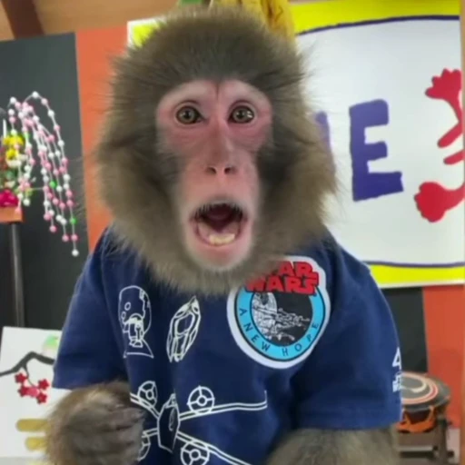 😦 Стикер «Monkeys Обезьяны» для Telegram