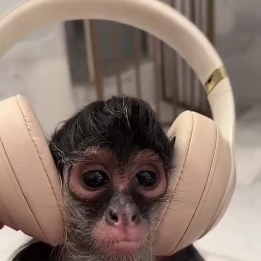 🎧 Стикер «Monkeys Обезьяны» для Telegram