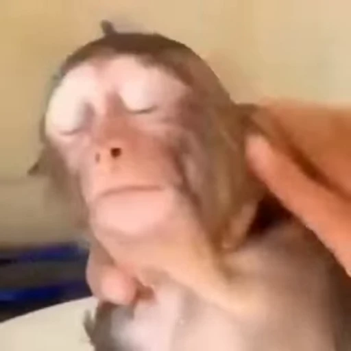 🤦‍♀️ Стикер «Monkeys Обезьяны» для Telegram