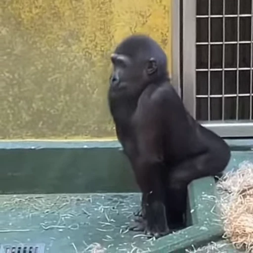 💃 Стикер «Monkeys Обезьяны» для Telegram
