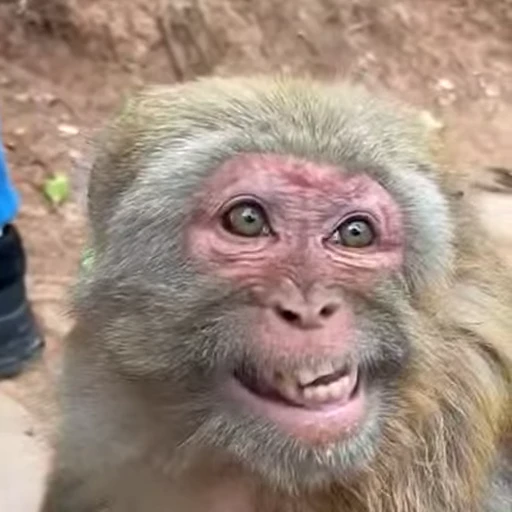 😂 Стикер «Monkeys Обезьяны» для Telegram