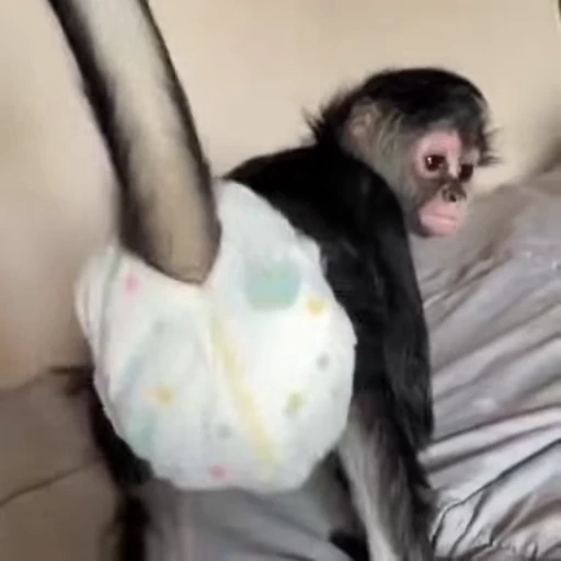 🍑 Стикер «Monkeys Обезьяны» для Telegram