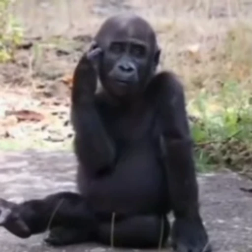 ☺️ Стикер «Monkeys Обезьяны» для Telegram