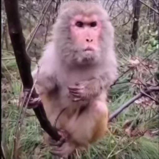 😡 Стикер «Monkeys Обезьяны» для Telegram