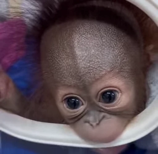😞 Стикер «Monkeys Обезьяны» для Telegram