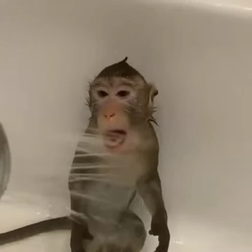 🚿 Стикер «Monkeys Обезьяны» для Telegram