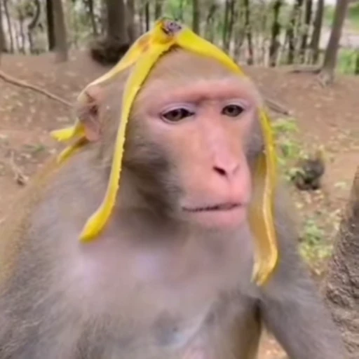 🤤 Стикер «Monkeys Обезьяны» для Telegram