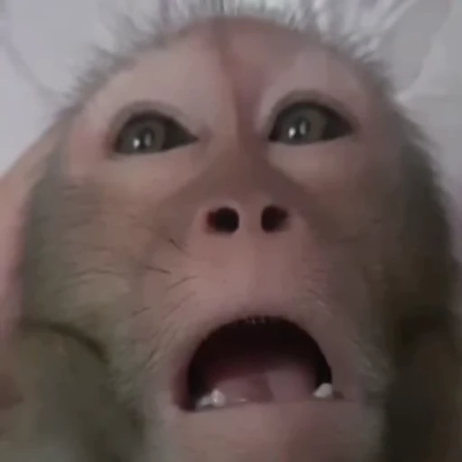 Стикерпак Monkeys Обезьяны для Telegram