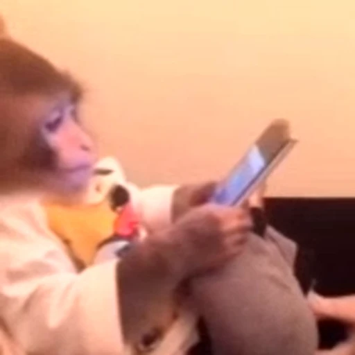 🤳 Стикер «Monkeys Обезьяны» для Telegram