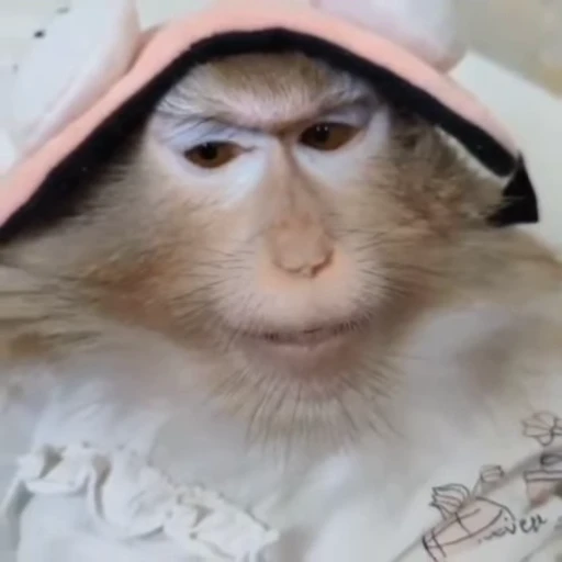 😔 Стикер «Monkeys Обезьяны» для Telegram