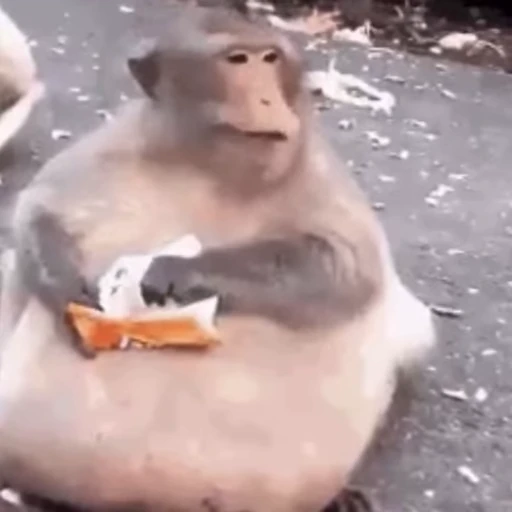 🍔 Стикер «Monkeys Обезьяны» для Telegram