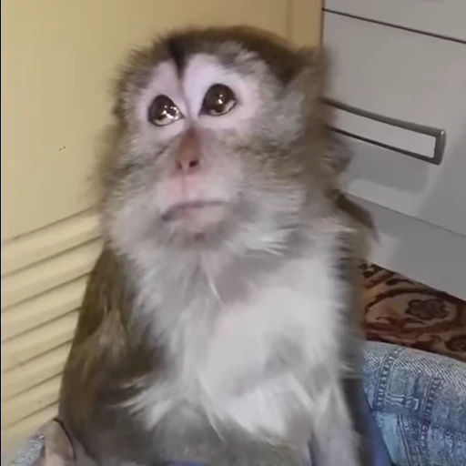 😒 Стикер «Monkeys Обезьяны» для Telegram