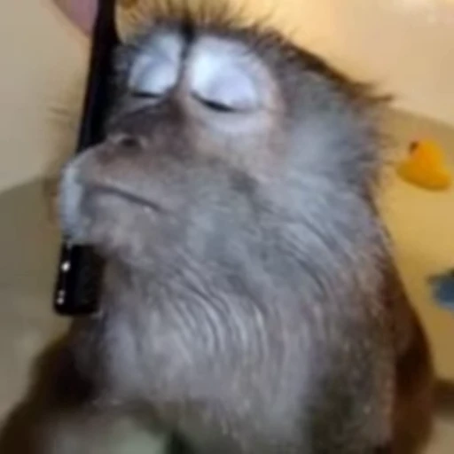 ☺️ Стикер «Monkeys Обезьяны» для Telegram
