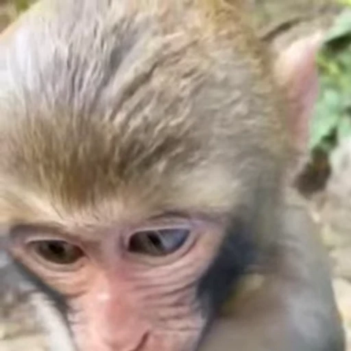 😏 Стикер «Monkeys Обезьяны» для Telegram