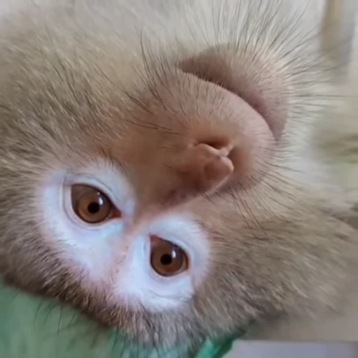 😕 Стикер «Monkeys Обезьяны» для Telegram