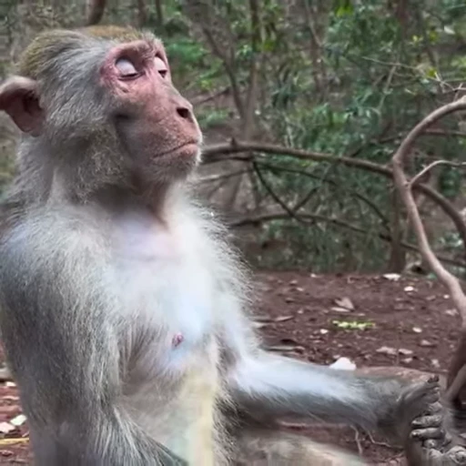 😴 Стикер «Monkeys Обезьяны» для Telegram