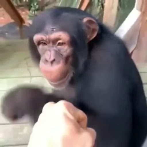 👊 Стикер «Monkeys Обезьяны» для Telegram