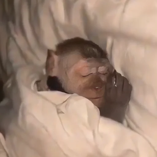 🫠 Стикер «monkeys» для Telegram