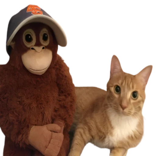 🤨 Стикер «monkeys» для Telegram