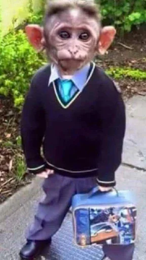 🏫 Стикер «Monkey Memes» для Telegram