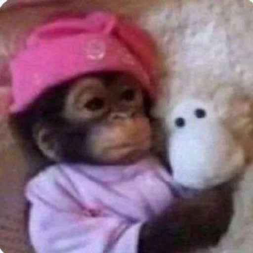 🛏️ Стикер «Monkey Memes» для Telegram