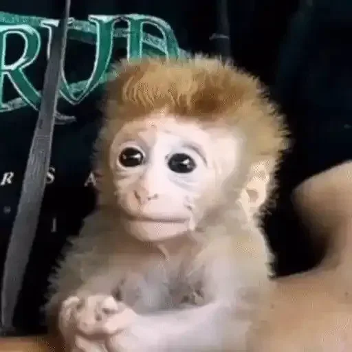 🥺 Стикер «Monkey Memes» для Telegram