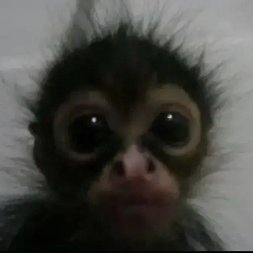 🤨 Стикер «Monkey Memes» для Telegram
