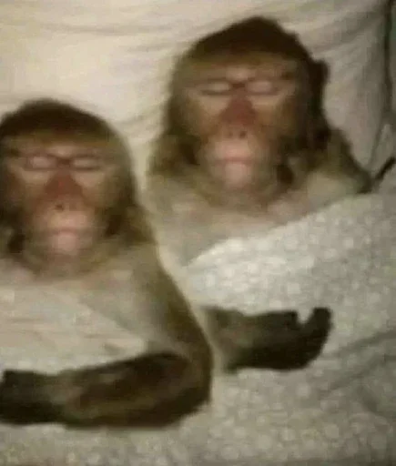 💤 Стикер «Monkey Memes» для Telegram