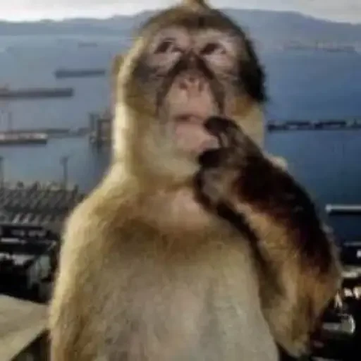 🧐 Стикер «Monkey Memes» для Telegram