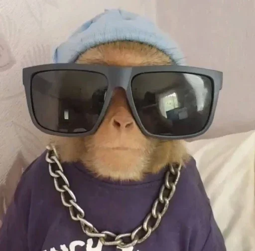 😎 Стикер «Monkey Memes» для Telegram