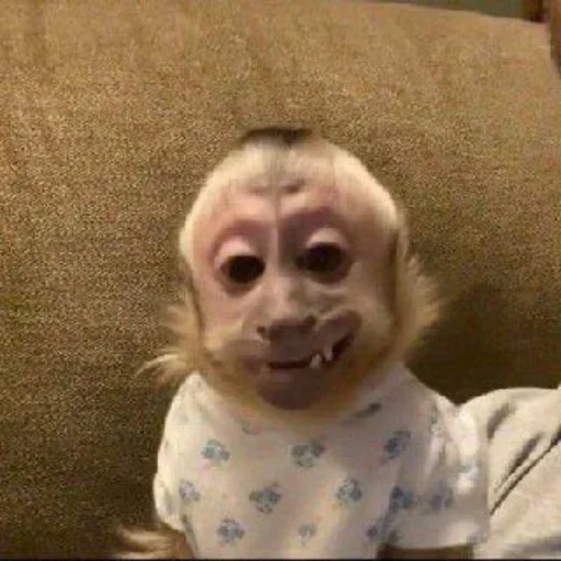 😀 Стикер «Monkey Memes» для Telegram
