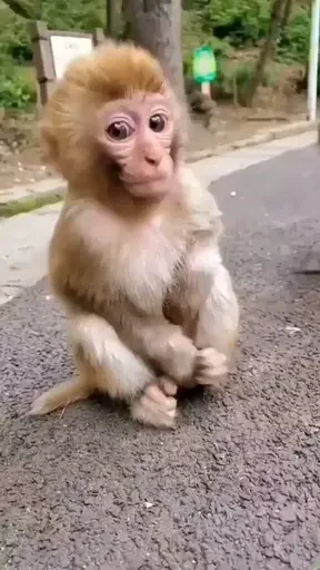 😑 Стикер «Monkey Memes» для Telegram
