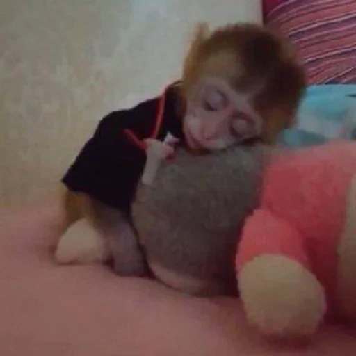 😴 Стикер «Monkey Memes» для Telegram