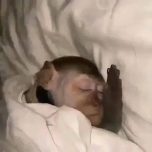 💤 Стикер «Monkey Memes» для Telegram