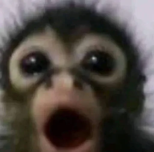 😱 Стикер «Monkey Memes» для Telegram