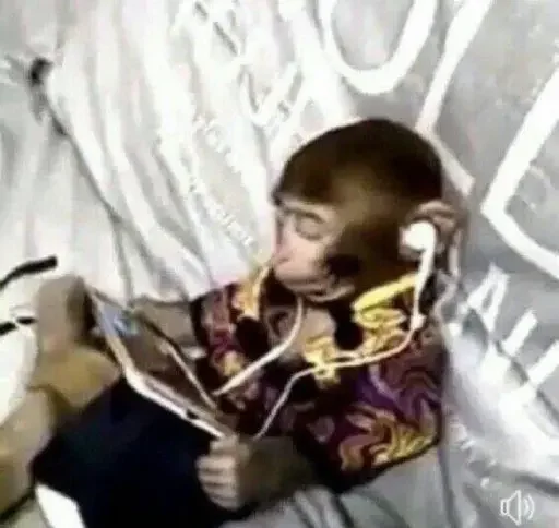 🙈 Стикер «Monkey Memes» для Telegram