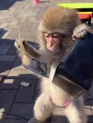 💰 Стикер «Monkey Memes» для Telegram