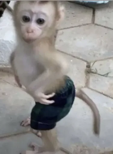 Стикерпак Monkey Memes для Telegram
