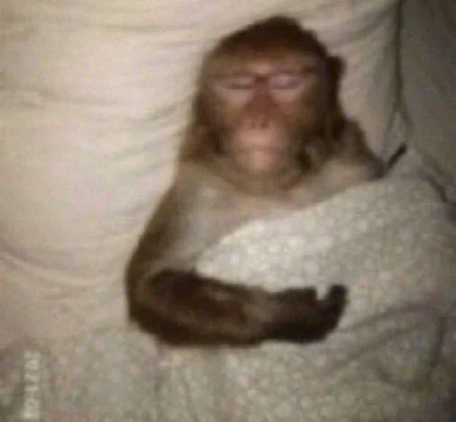 😴 Стикер «Monkey Memes» для Telegram