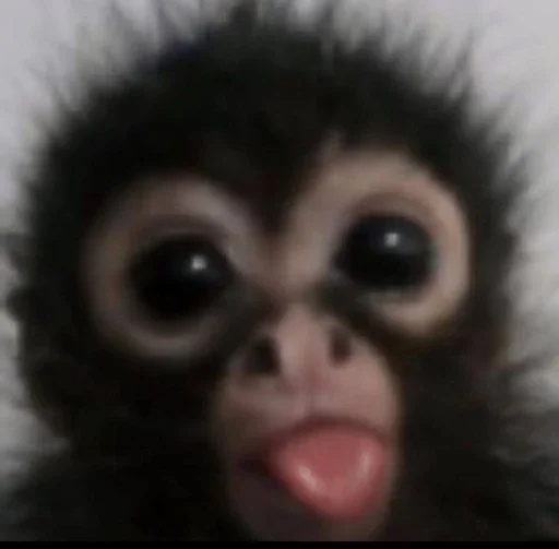 🤪 Стикер «Monkey Memes» для Telegram