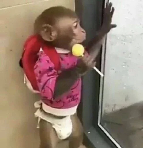 🏫 Стикер «Monkey Memes» для Telegram